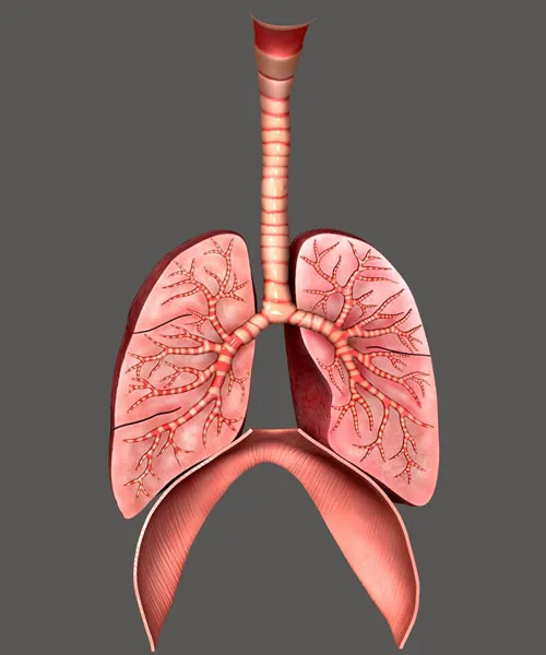 ساختار دستگاه تنفس